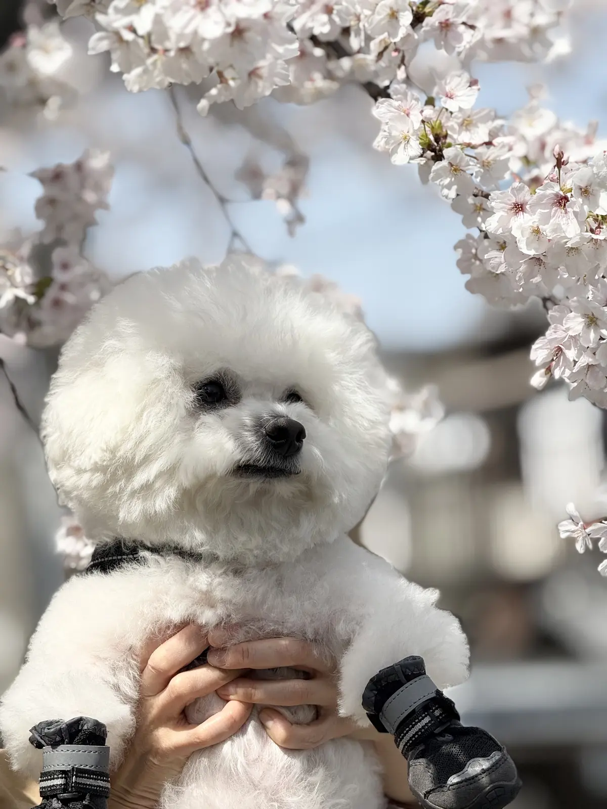 妹の愛犬、ビションフリーゼと名古屋桜散歩の画像_2