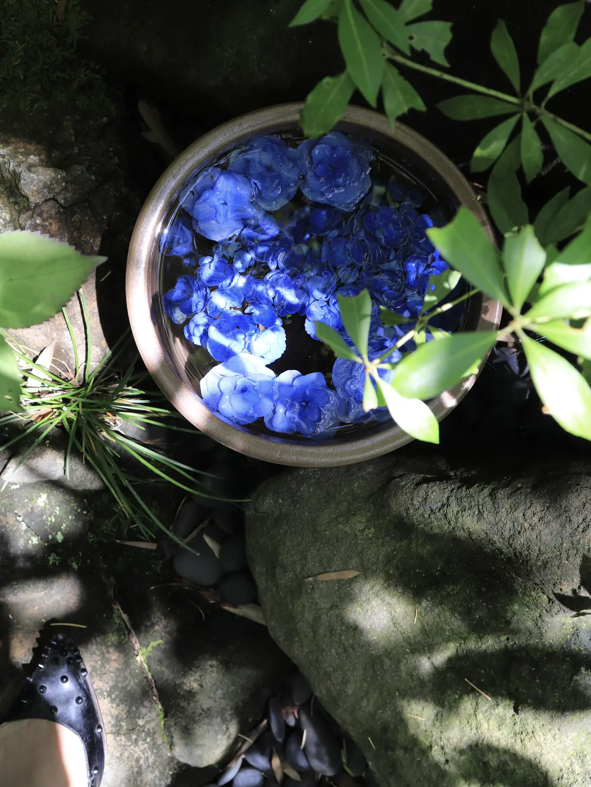 鎌倉あじさい　紫陽花　一条恵観山荘