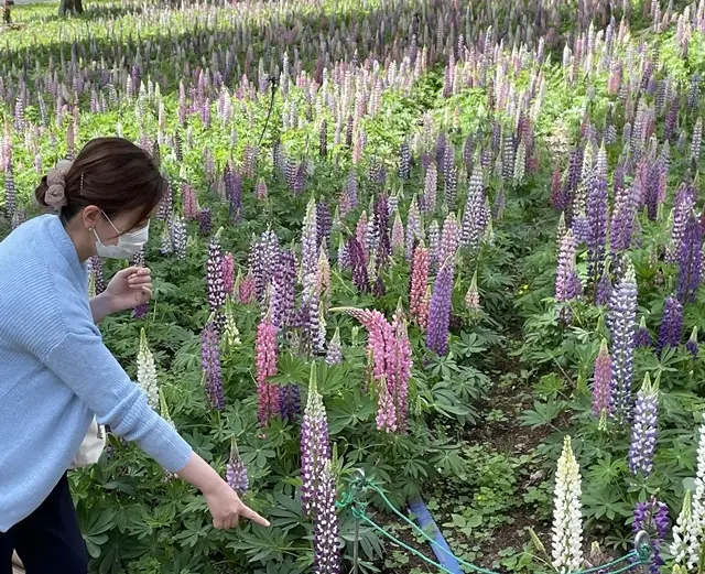 埼玉県森林公園「ルピナス畑」