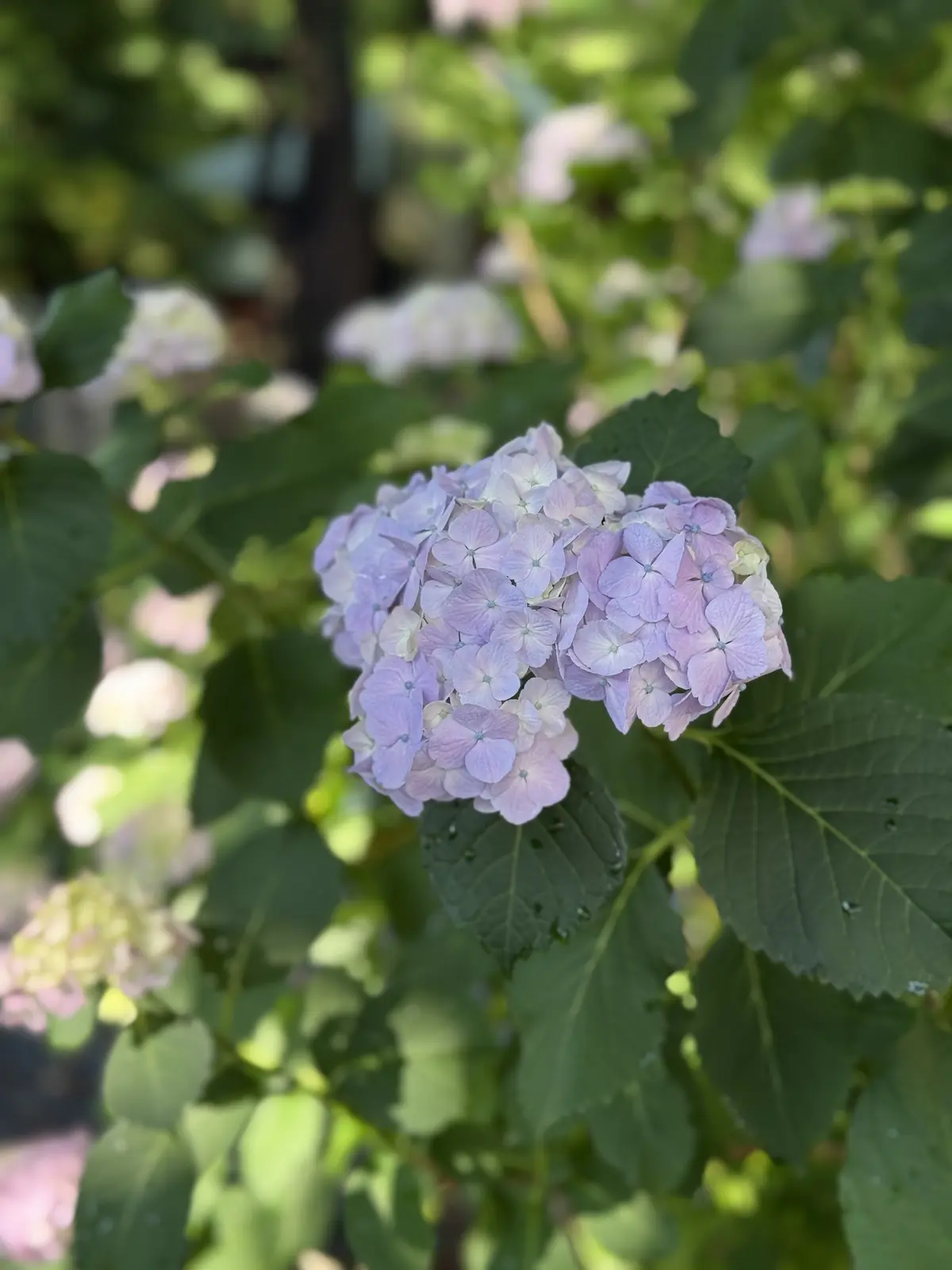 紫陽花　鳩森八幡神社