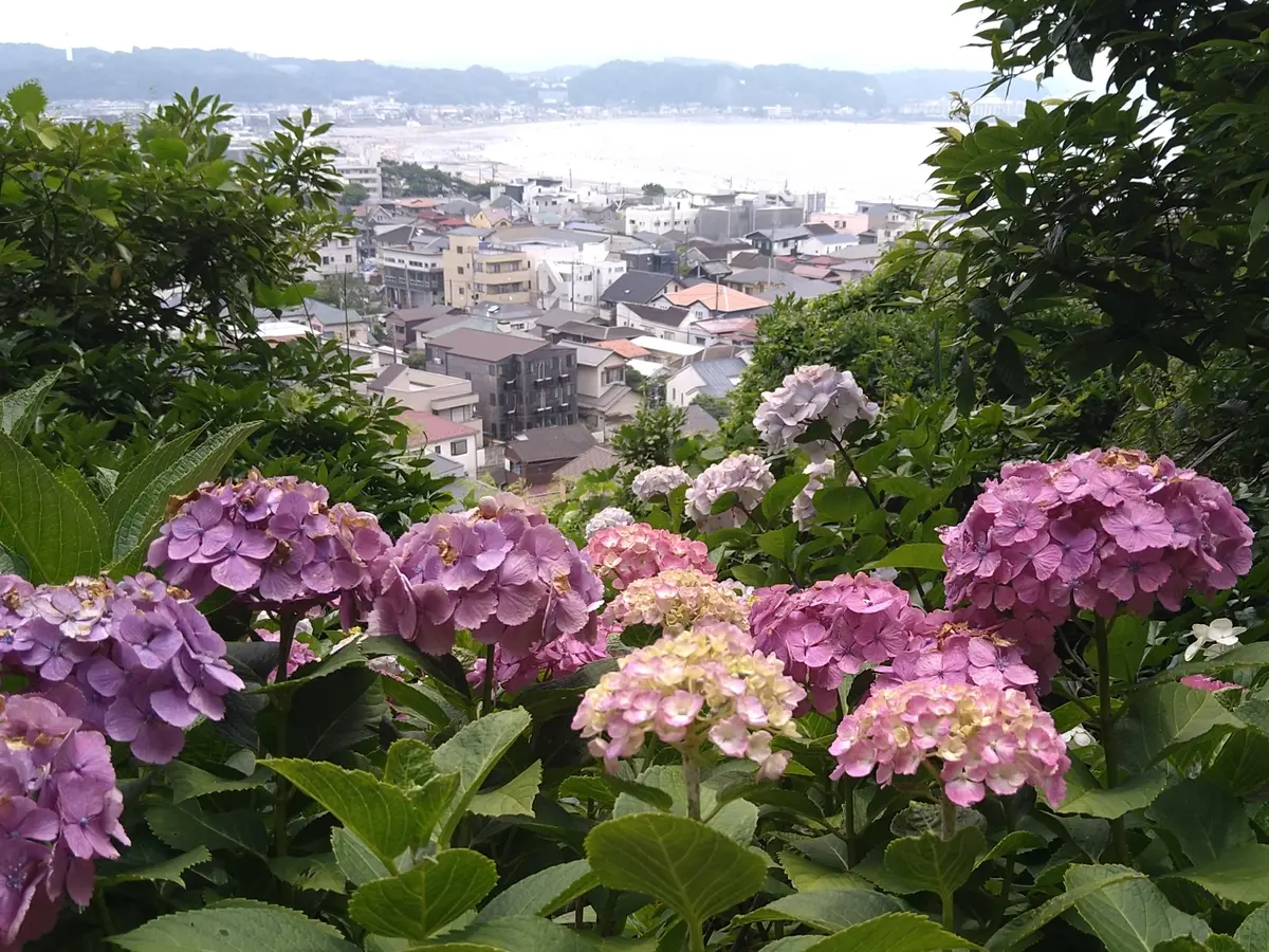 〈鎌倉〉紫陽花とランチとクリームソーダとの画像_14