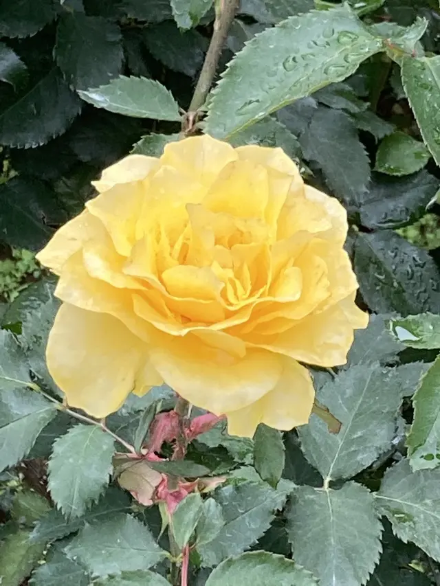 春バラの二番花が見頃の旧古河庭園の画像_4