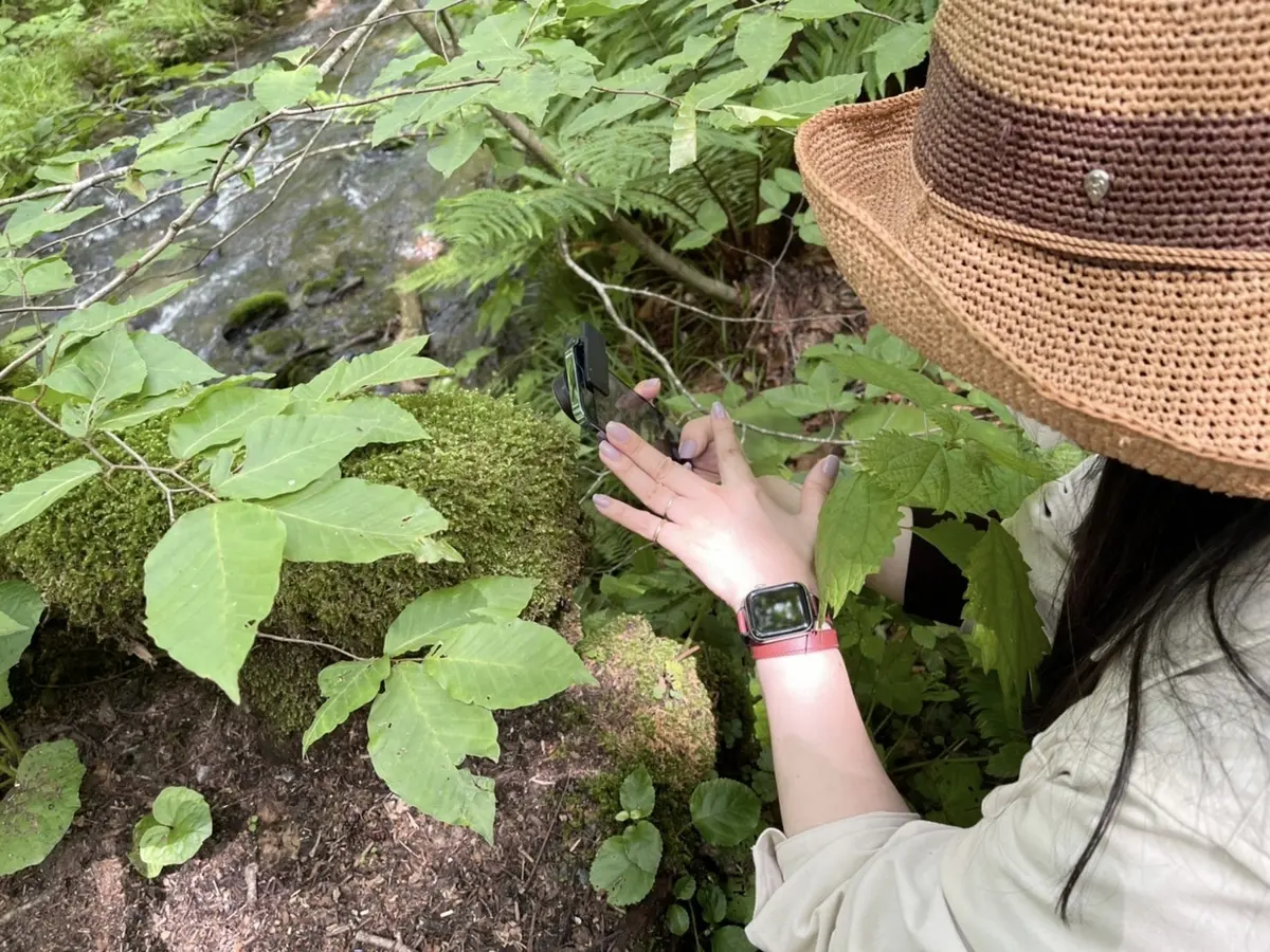 奥入瀬渓流　苔さんぽ