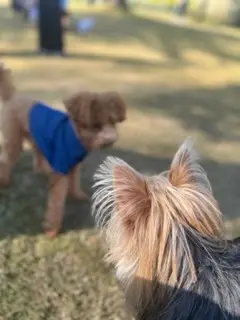 他のわんちゃんとの交流も少しずつ上手に！