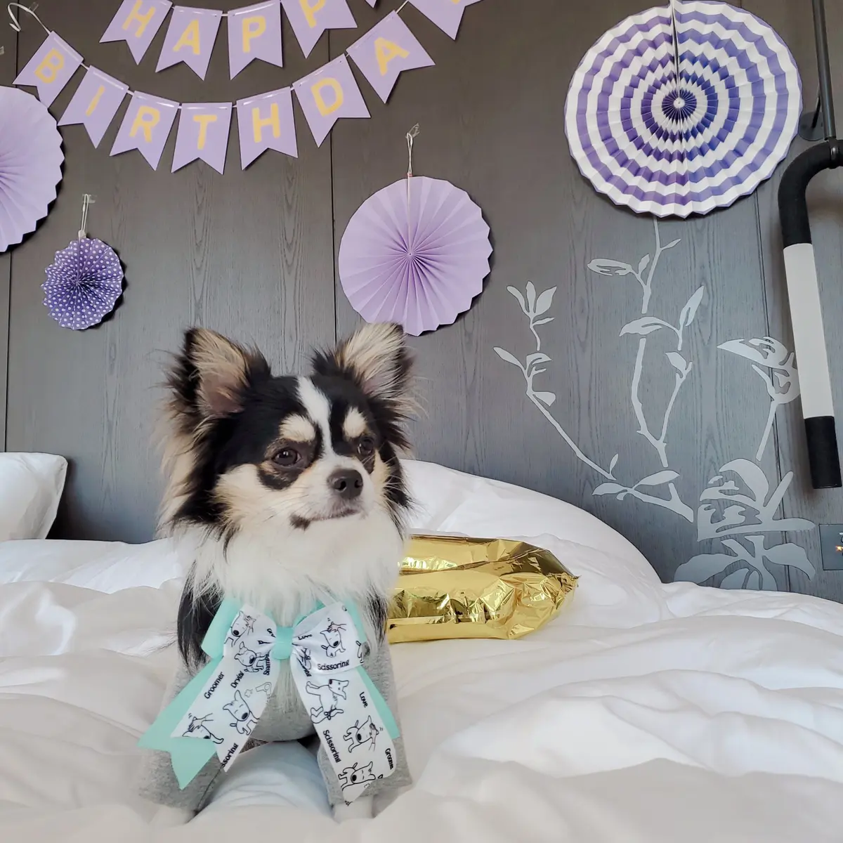 リボンをつけておめかし