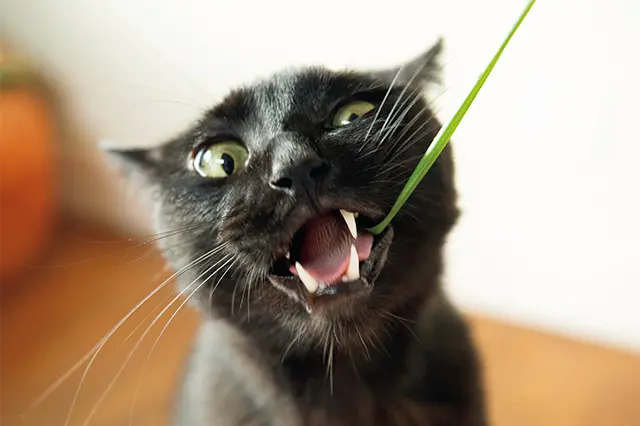 ある日、山下さんが玄関先のイネ科の雑草をあげたところ、 テリーのお気に入りに昇格。毎日、帰宅する際に山下さんの手 もとに雑草があるかどうか厳しいチェックが入るほど