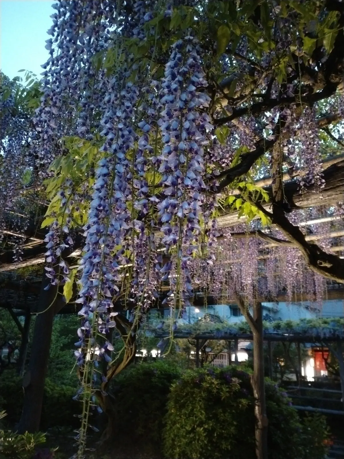 亀戸天神社　藤まつり