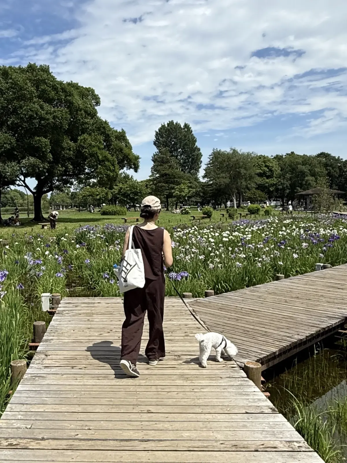 水元公園　花菖蒲園