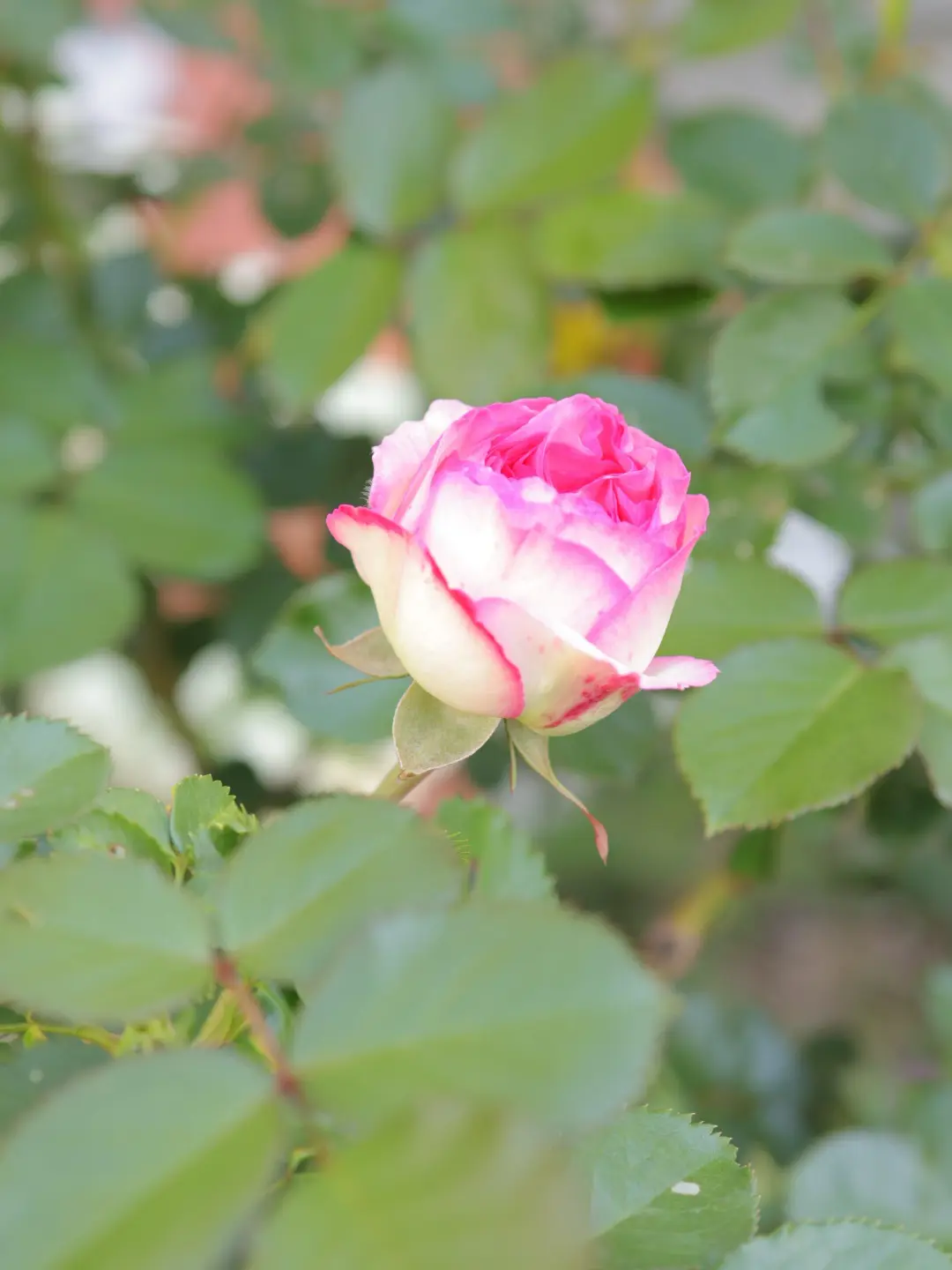 タッジーマッジーで癒しの時間の画像_4