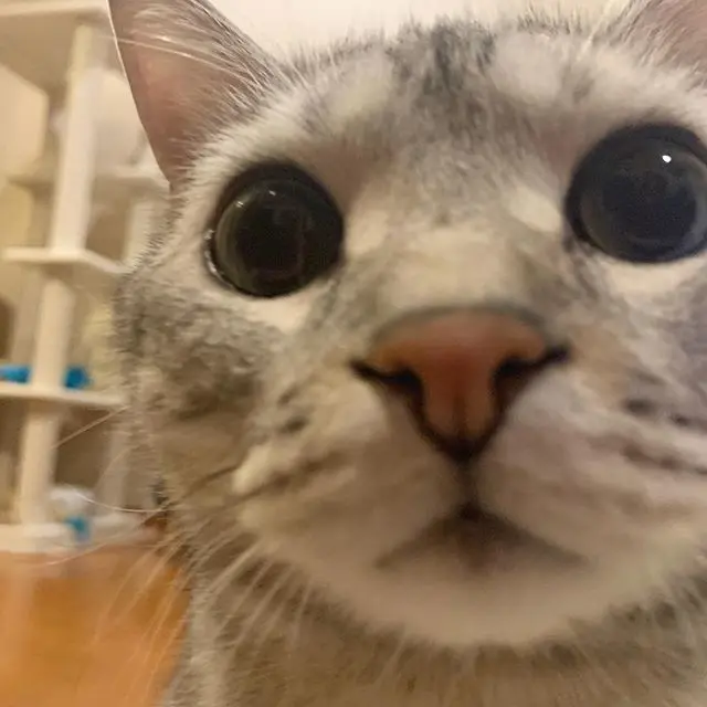 ちょ、近い、近い！の画像_1