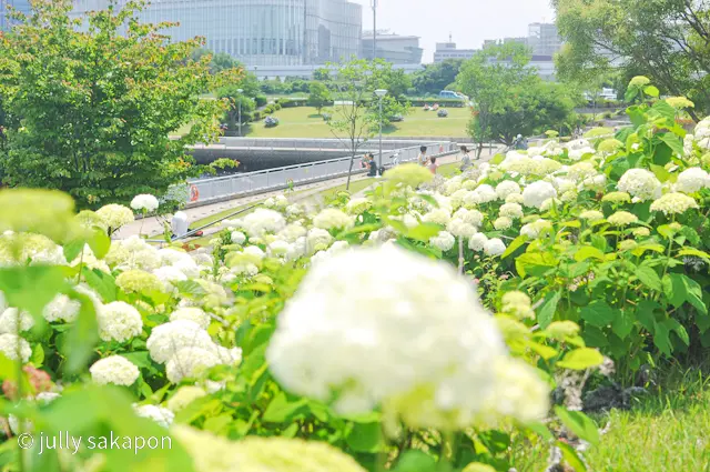 【さかぽんの冒険】初夏のお台場 あじさいの画像_7