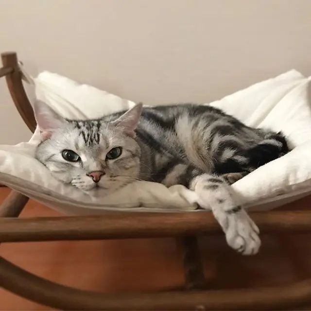 あごのせアラン