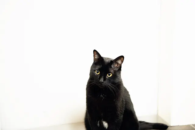 少し 不機嫌に見える表情もキュート。怒っているかと思いきや実は 甘えたいと思っているのだそう。