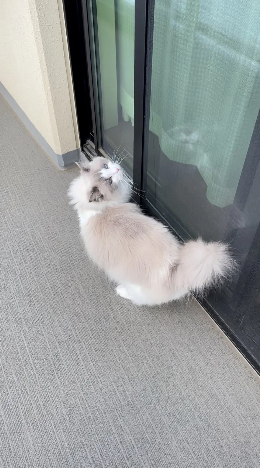 ベランダ散策中の下の子