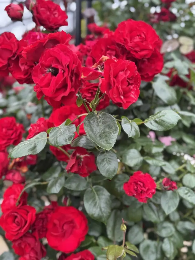 花盛り淡路島でフレンチを🍽️JマダムSAの画像_14