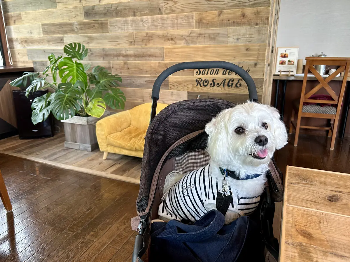 生まれ変わった山のホテル別館へ♪の画像_6