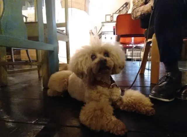 モジャモジャさん