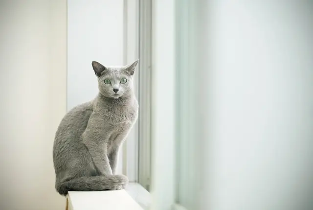 渡邉季穂さん邸2