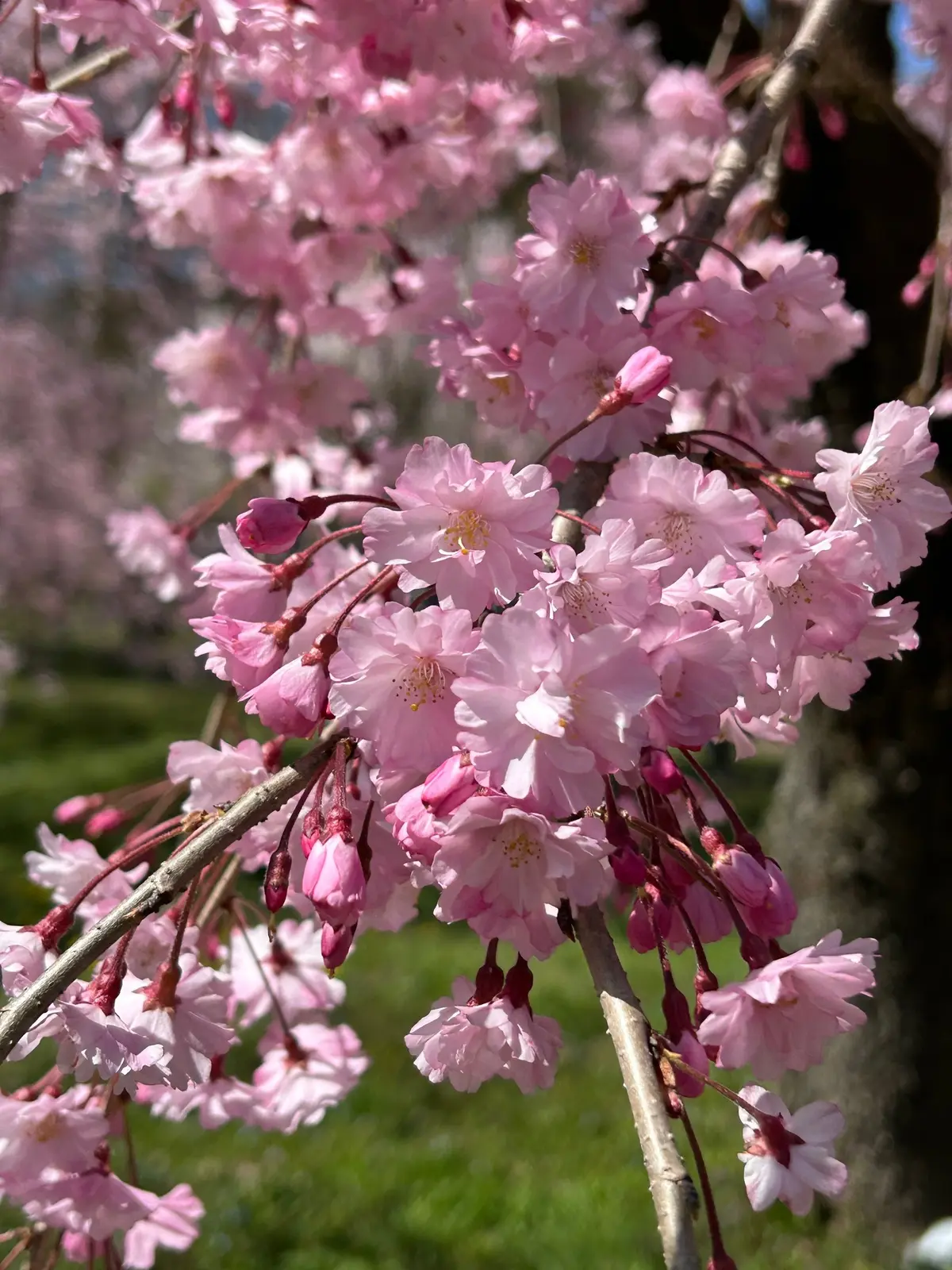 京都府立植物園