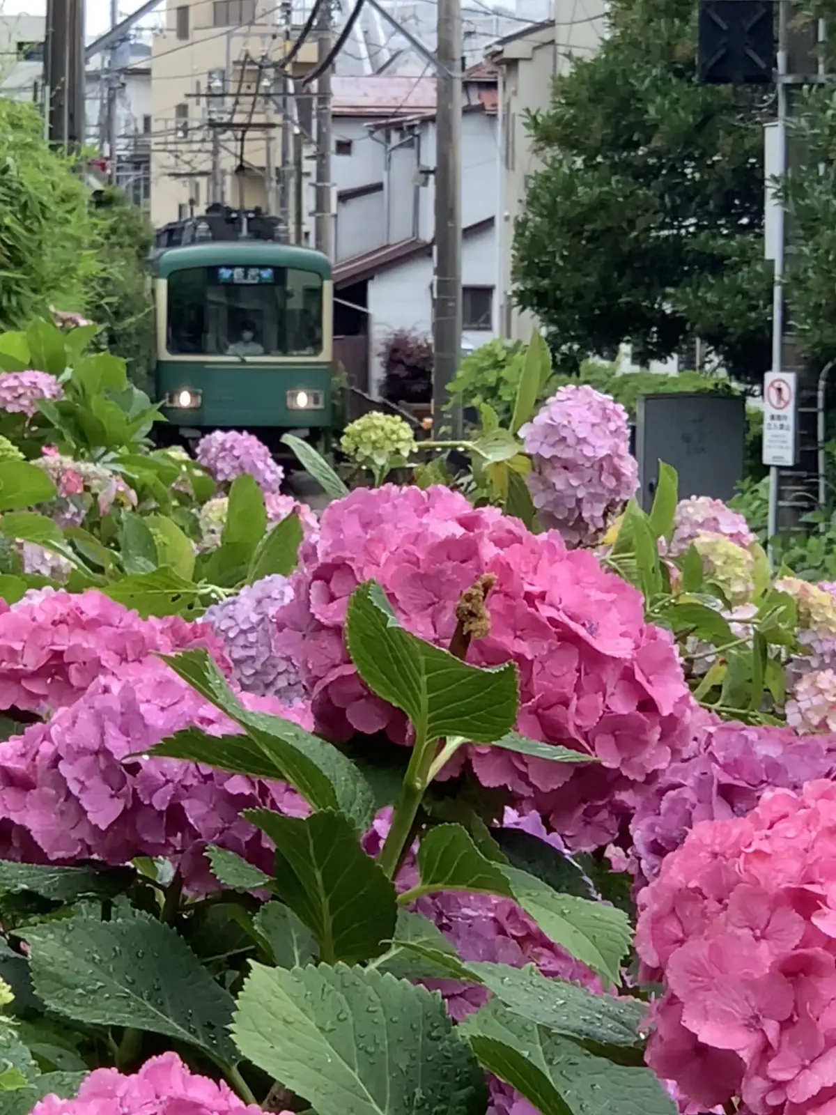 極楽寺／御霊神社の紫陽花 鎌倉あじさい巡の画像_20