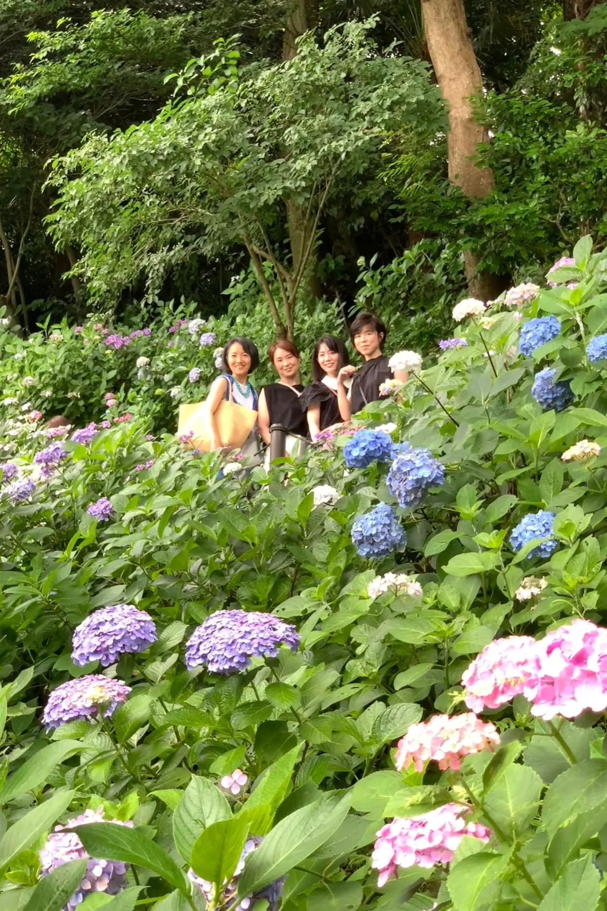 〈鎌倉〉紫陽花とランチとクリームソーダとの画像_15