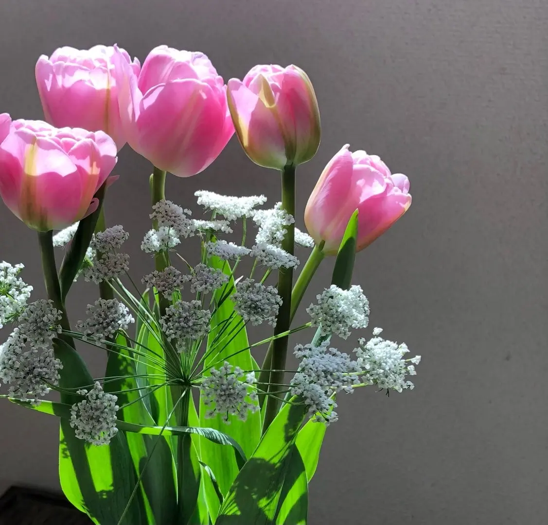 チューリップとレースフラワー