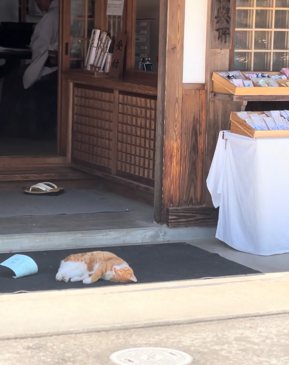 【さかぽんの冒険】カエルのオーケストラとの画像_8