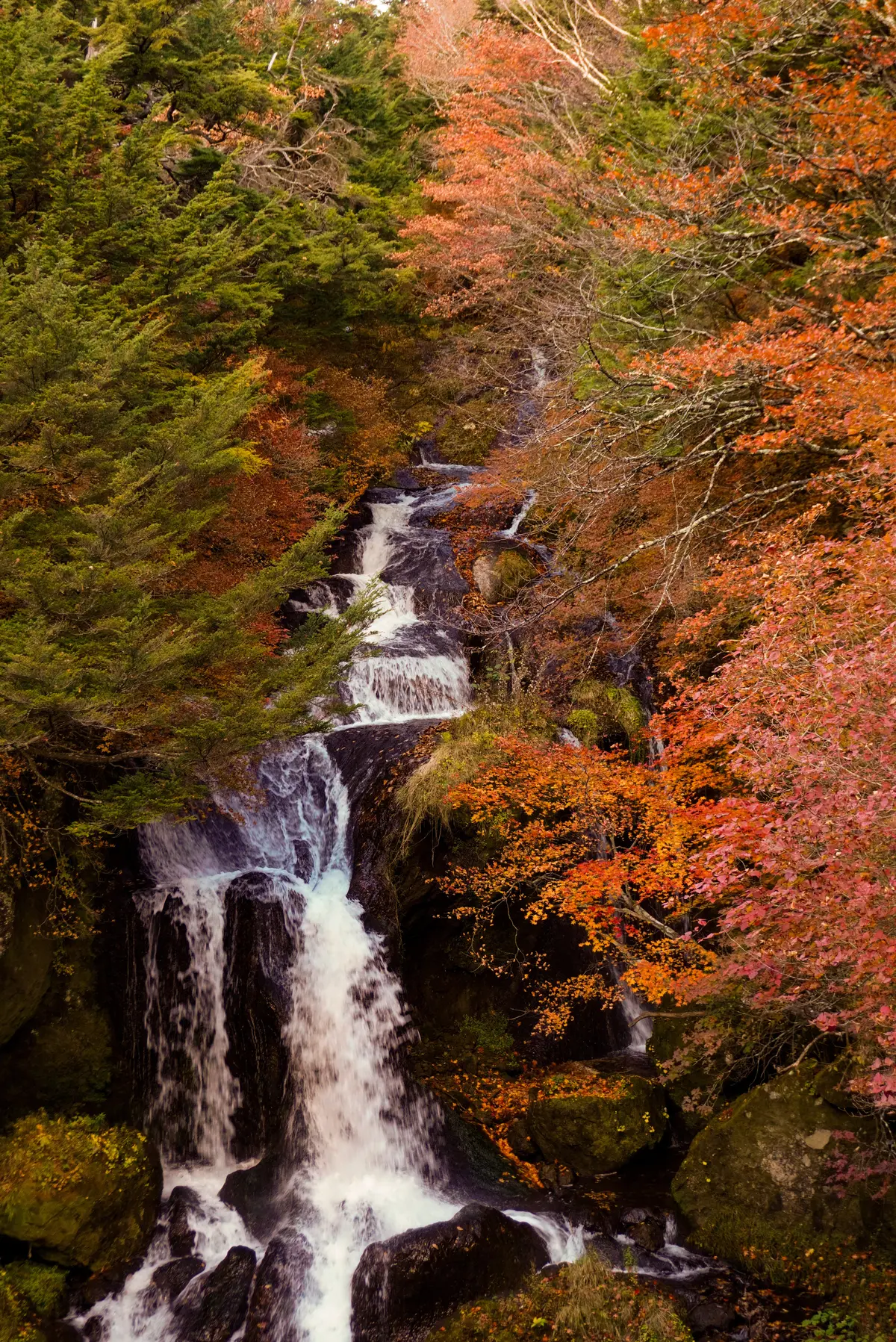 話題の「スペーシアX」に乗って紅葉狩り　の画像_3