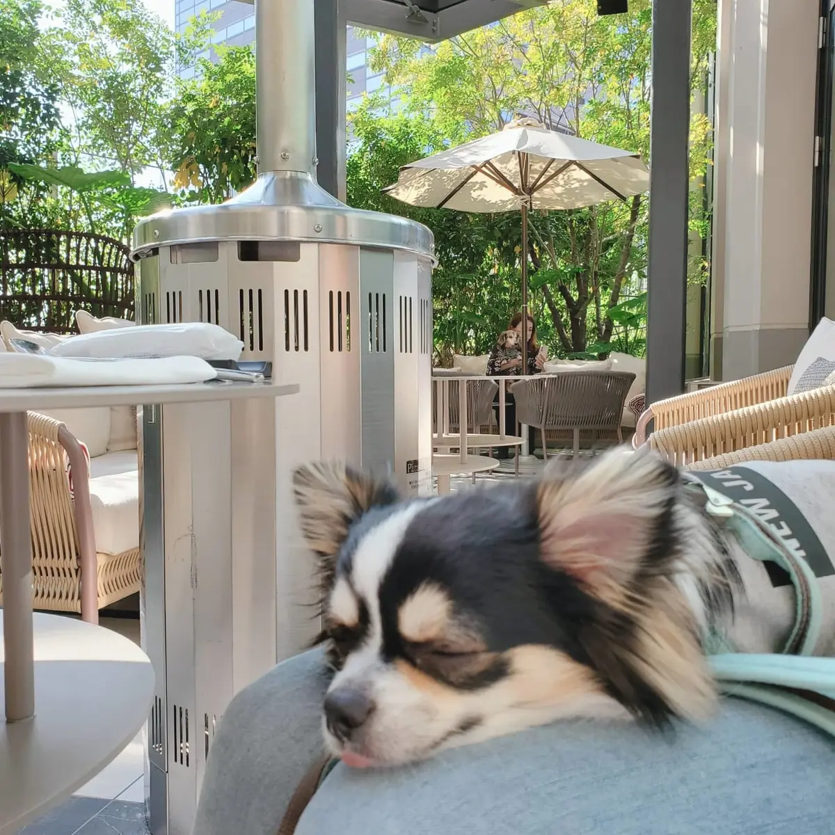 ぽかぽか暖かい日　よく寝ています