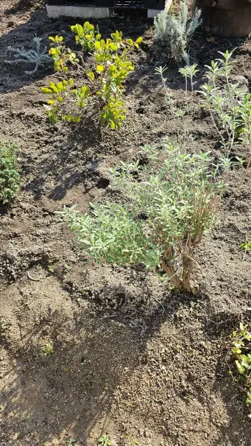畑は冬の野菜へシフトの画像_3