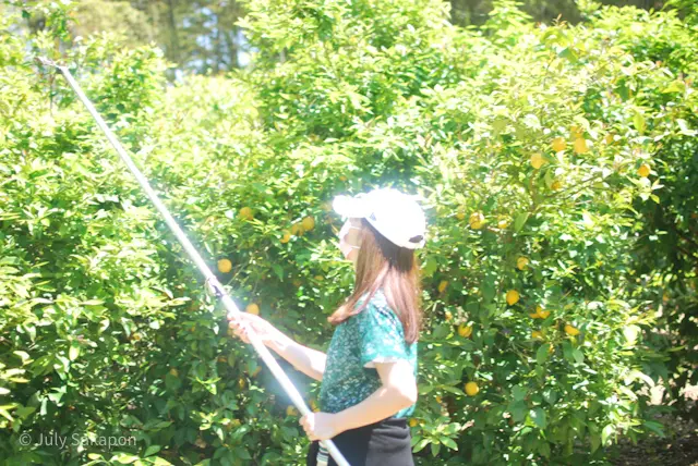 【さかぽんの冒険】海からの風香るレモン狩の画像_14
