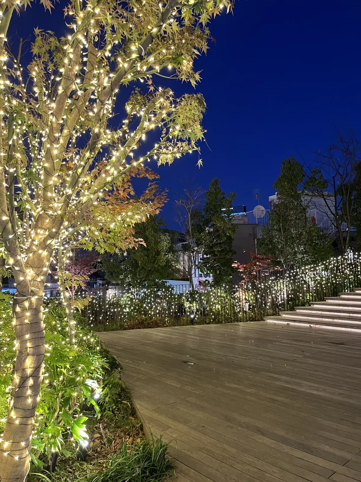 恵比寿でキラキラツリー観賞・夜はLiveの画像_15