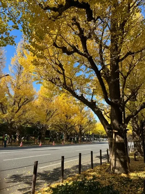 紅葉とお散歩の画像_1