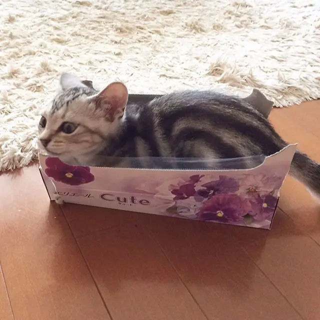 ティッシュ箱に入っているアラン