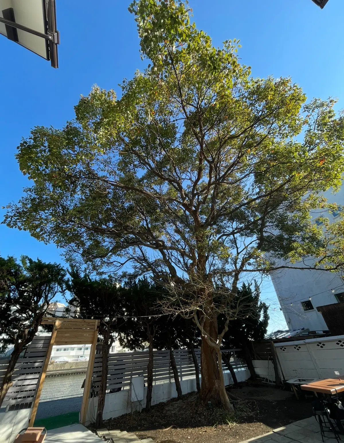 H＆Ｍの桜色ニットとUNIQLOデニムでの画像_3