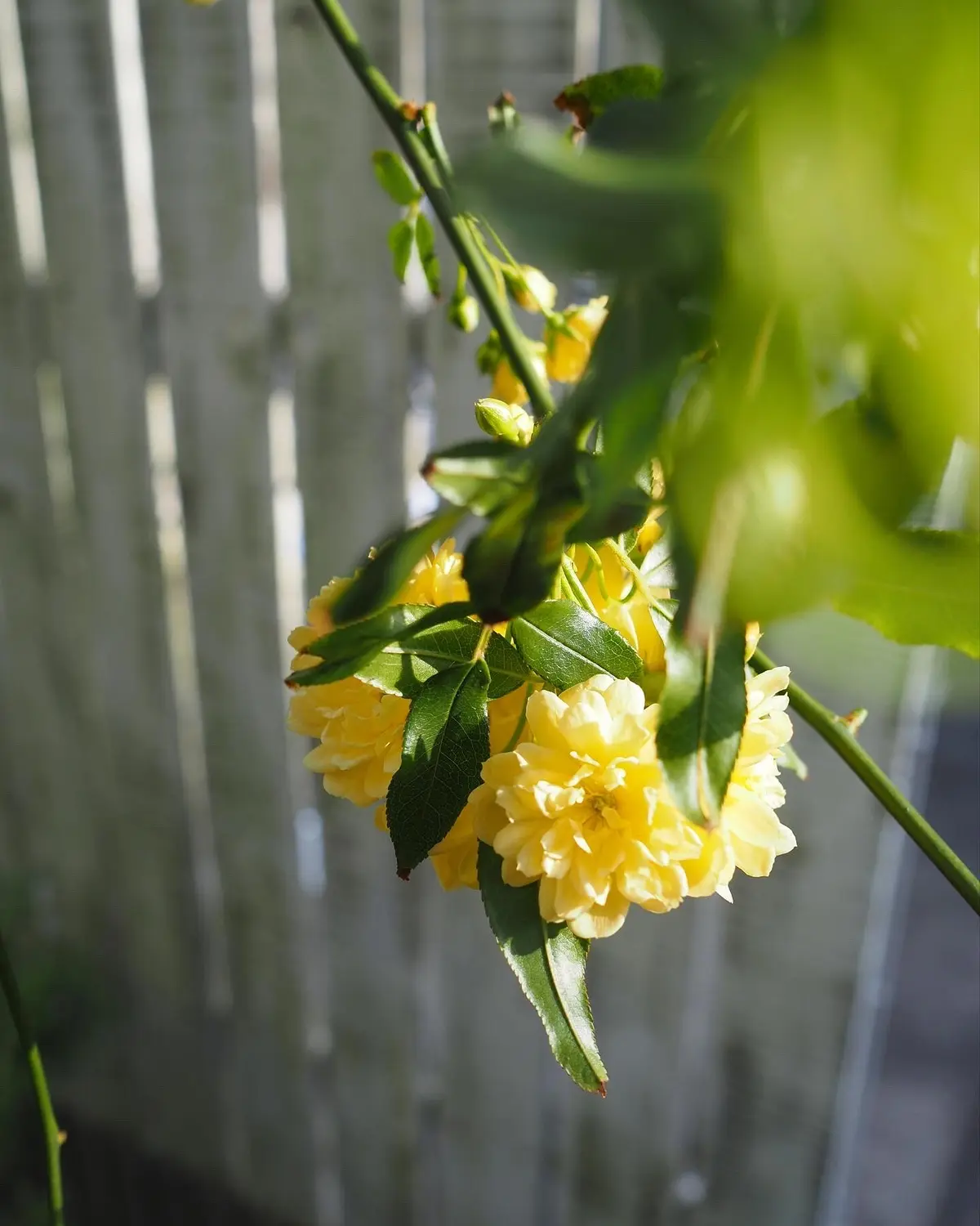 鎌倉便り。咲きました！木香薔薇で彩るインの画像_2