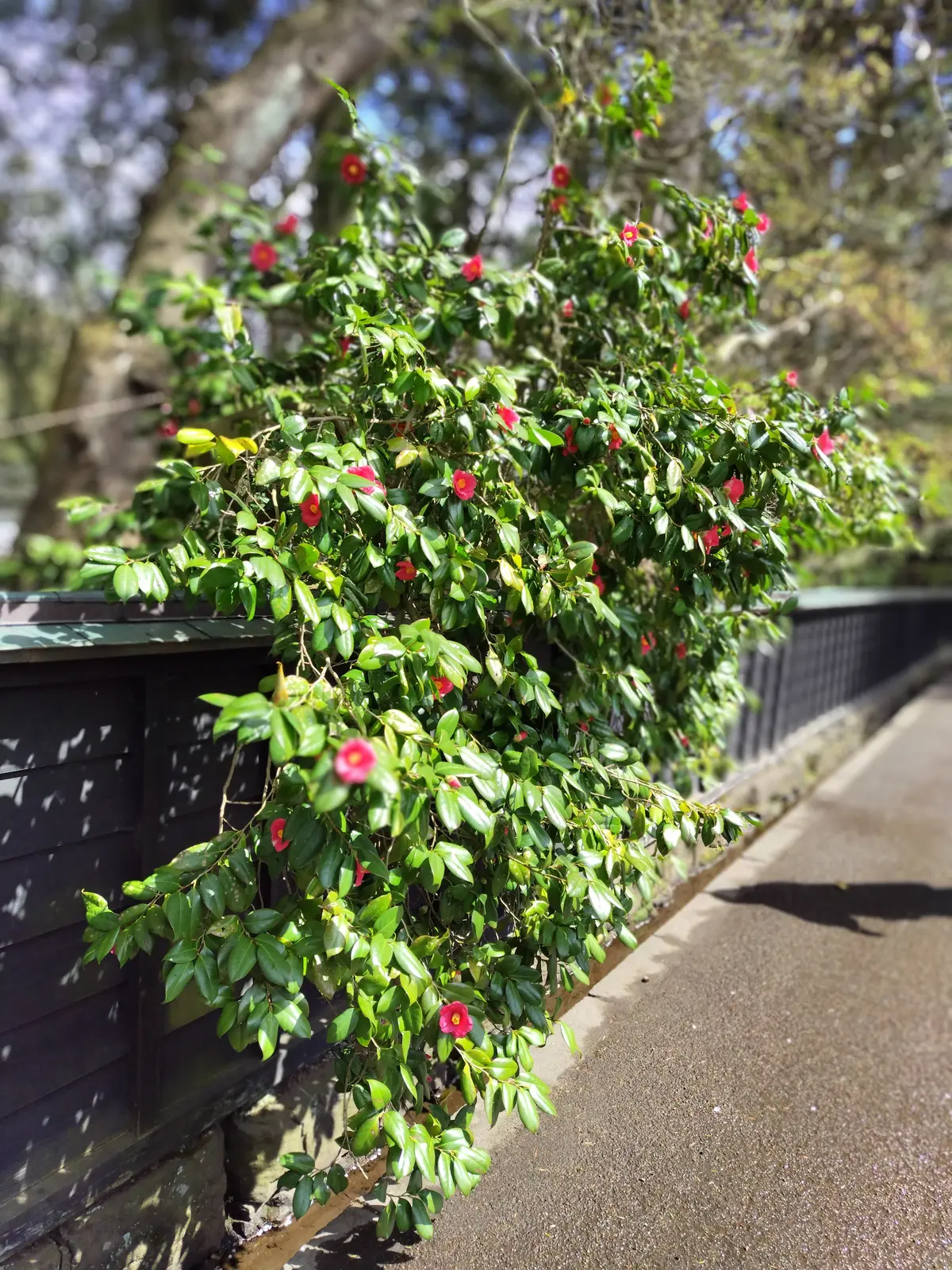 角館　武家屋敷通り