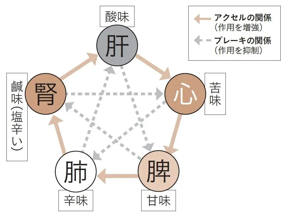 東洋医学の「五臓」と「五味」の考え方