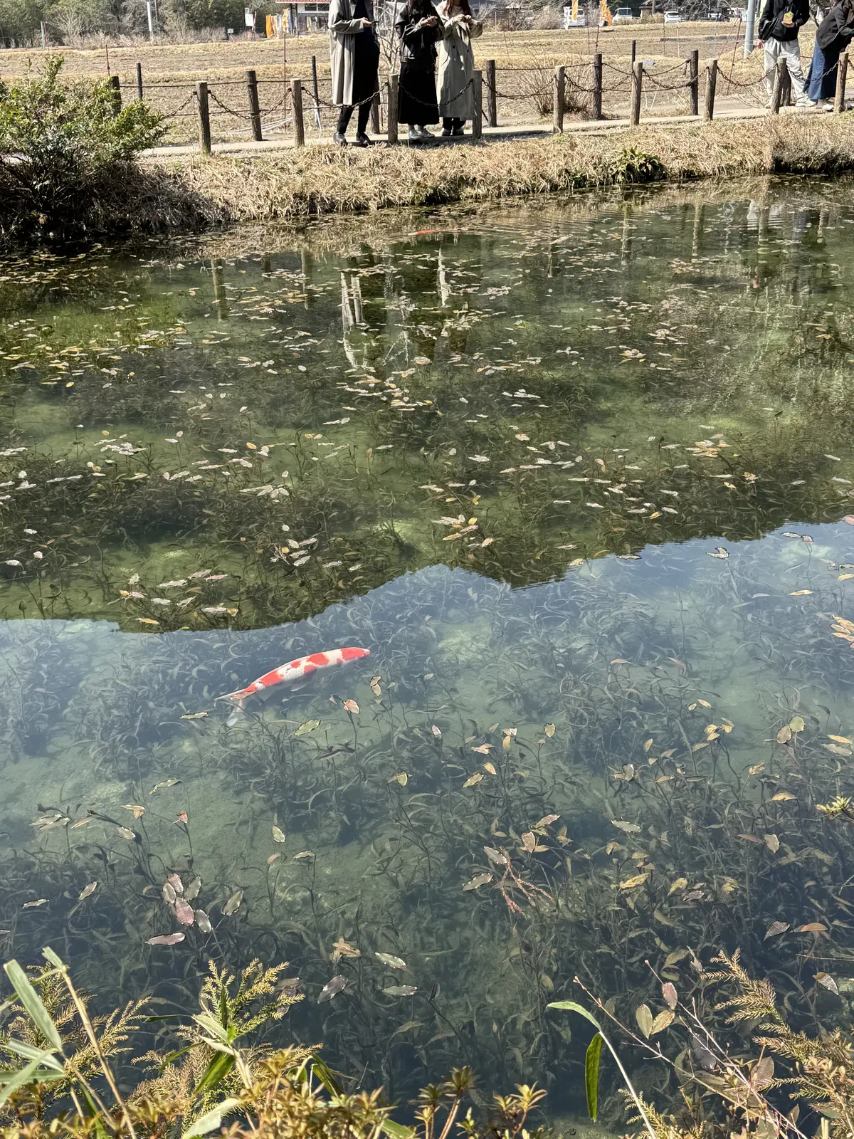 見てるだけで深呼吸したくなる。春のモネのの画像_2