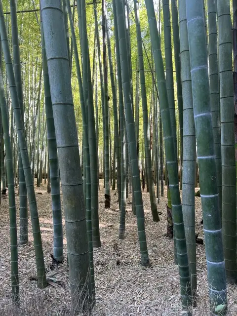 鎌倉ショートトリップ＠報国寺への画像_4