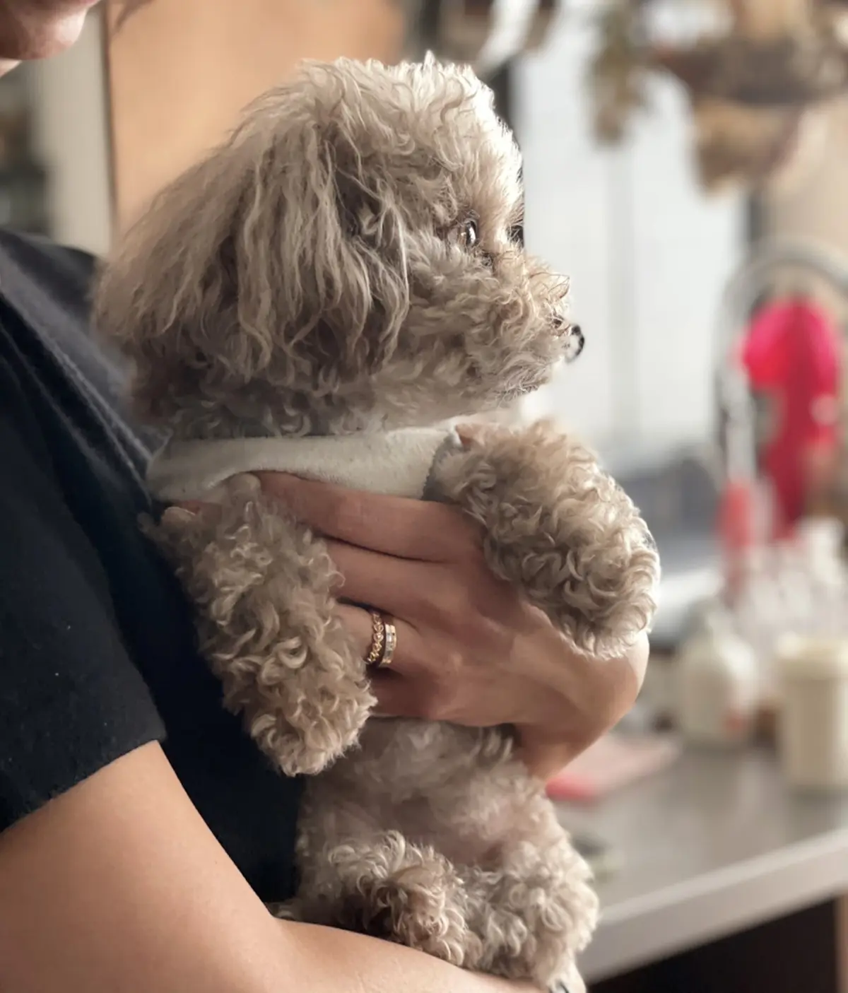 おうちでランチ女子会の画像_1