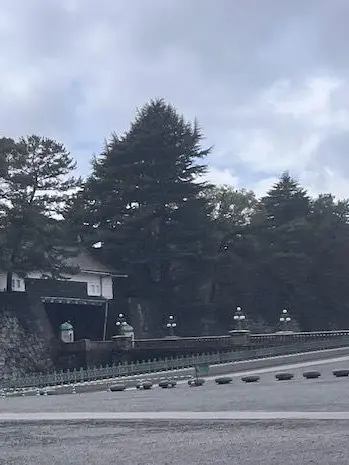 今年の桜の画像_2