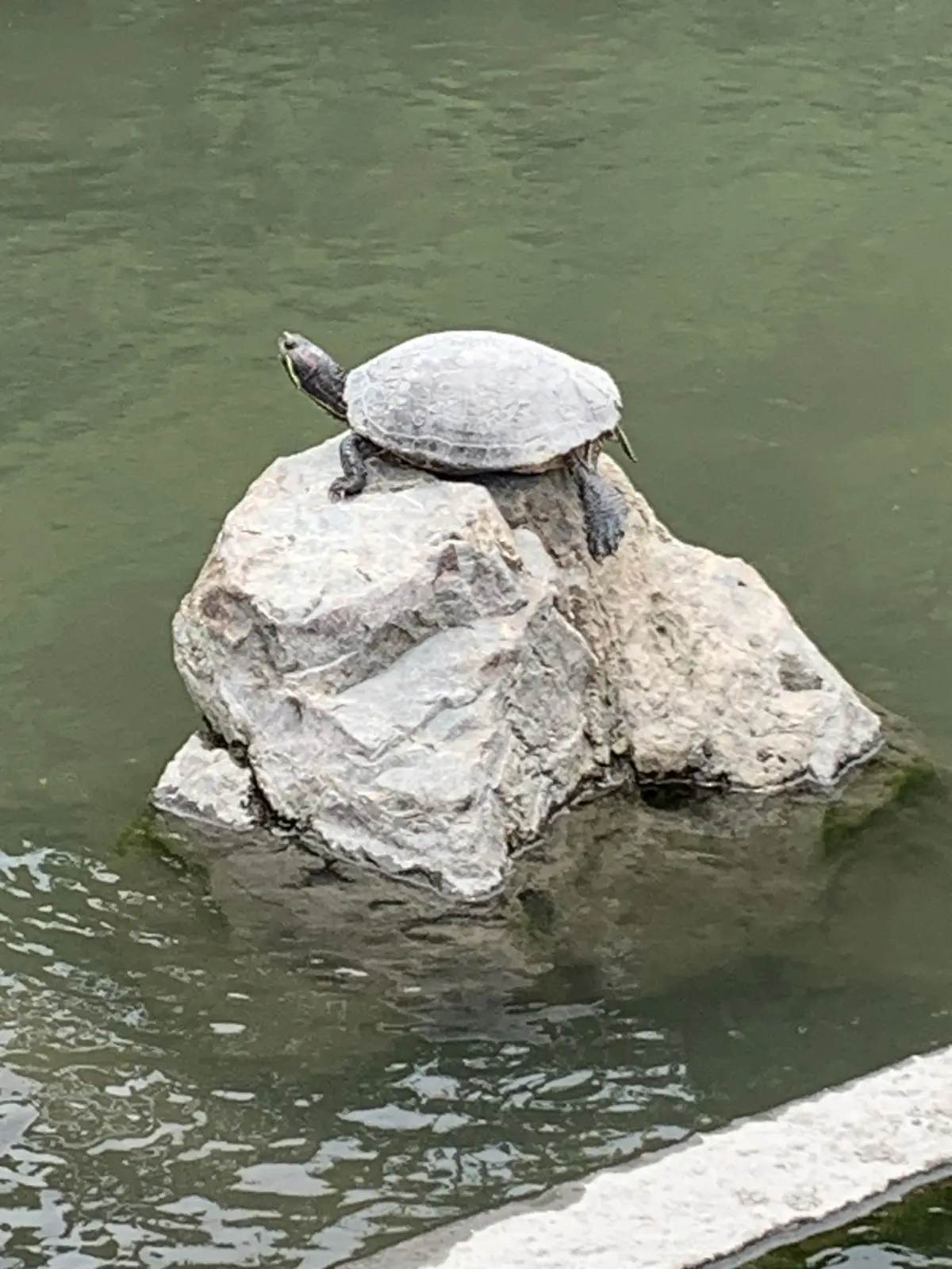 東寺の池にいたカメ