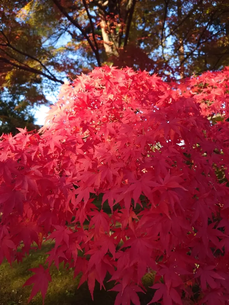 岩手から秋田 ①🍁平泉、紅葉の毛越寺の画像_11