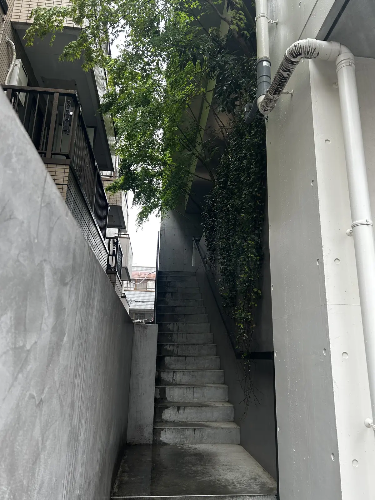 アサコイワヤナギ入り口　アサコイワヤナギ外階段