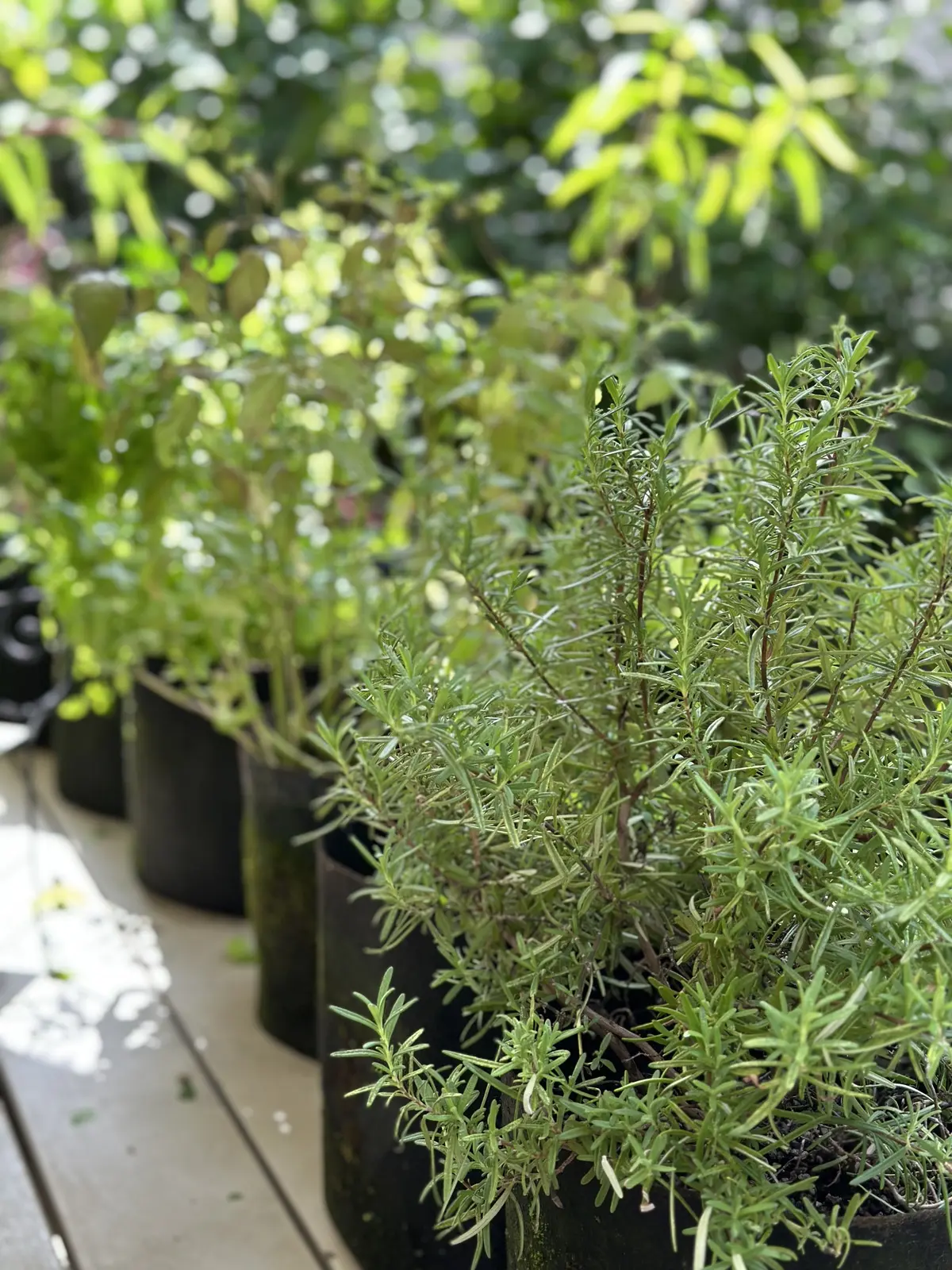 ハーブのある暮らし・・NO HERB Nの画像_3