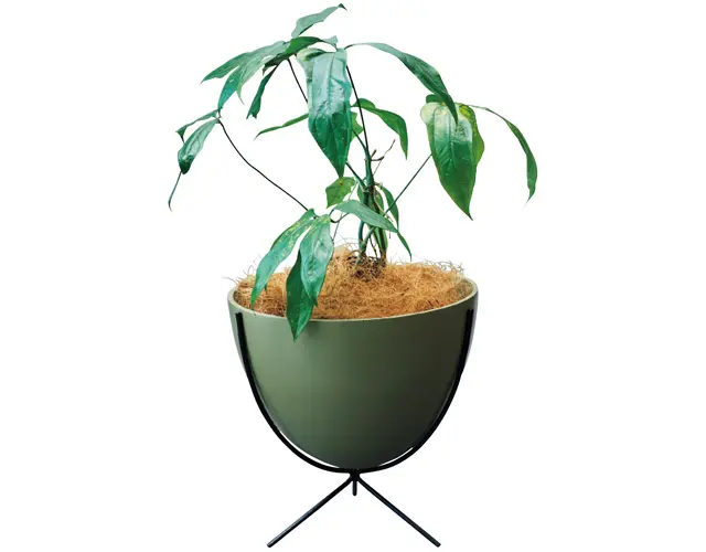 アンスリウムカリブレイリー