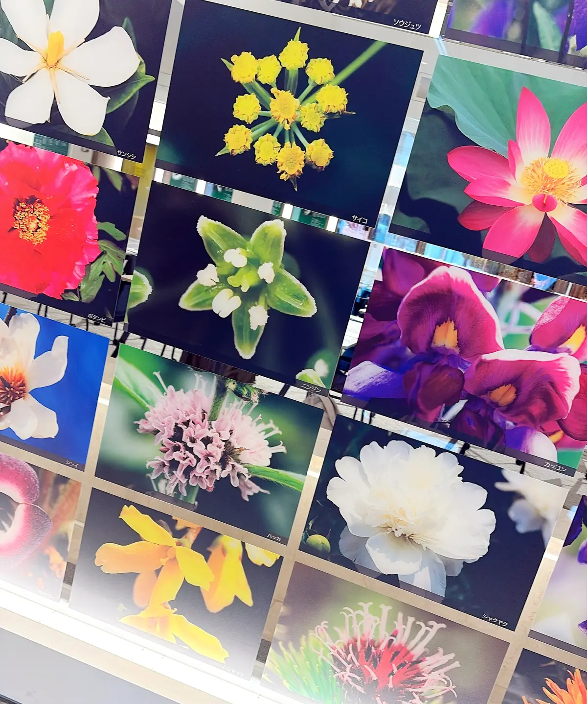 更年期もフレイルも先回り対策が肝心！ その画像_9