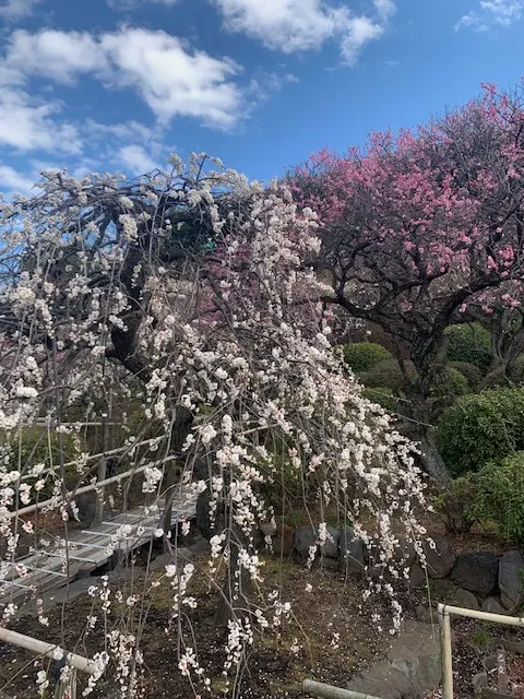 Farewell Blog：今朝の池上梅の画像_4