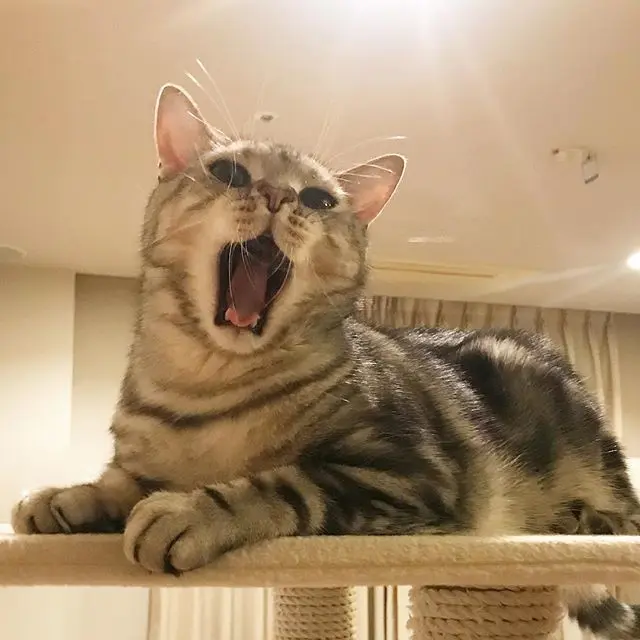 アランは熱唱中⁉の画像_1